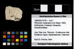 Foto (Objekt + Etiketten) von Pithonoton marginatum (von Meyer, 1842) 